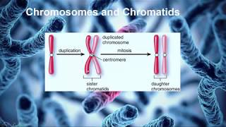 15 introduction to genetics Introduction to Homologous Chromosomes and Sister Chromatids [upl. by Andeee906]