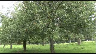 Hoogstam fruitbomen en IKL in Mesch en ElslooCatsop [upl. by Campman223]