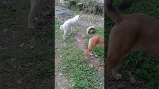 Stray dogs in evening  Mountain Village Nature Buddies ytshorts viralvideo viralshorts animals [upl. by Vachill]