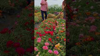 Pollination portulaca flower farm bonsaigarden nature gardening gardenflower portulacaflower [upl. by Frodine]