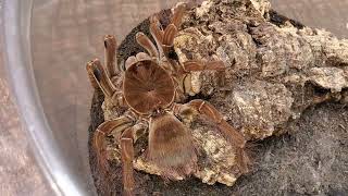 New Theraphosa stirmi and Millipedes [upl. by Wye]