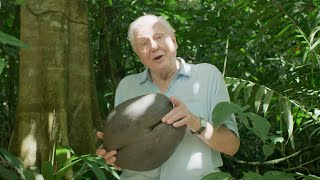 Sir David Attenborough Gives a Lesson on Seeds  The Green Planet  BBC Earth [upl. by Wallas]