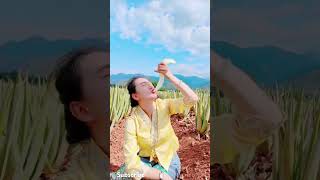 How to safely harvest aloe vera gel from your plant [upl. by Tyson639]