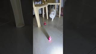 My cat’s ever fvrt toy 👀🦋 cat catslover [upl. by Aliakim]