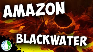 AMAZON BLACK WATER BIOTOPE AQUARIUM SETUP FOR WILD FISH [upl. by Kaule]