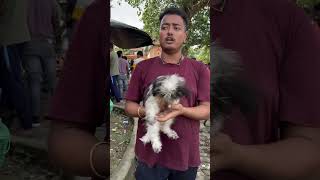 Lhasa Apso Puppy Sell Low Price kolkata pets dogbreed shorts [upl. by Elleval]