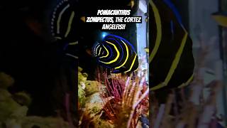 Pomacanthus zonipectus the Cortez angelfish [upl. by Tiphani]