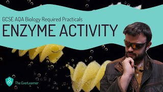 AQA GCSE Biology 91 Required Practical  Enzyme Activity [upl. by Lerim]