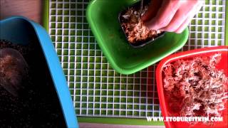 Drosera Tohum Çimlendirme How to germinate drosera seed sundew seed [upl. by Pazit501]