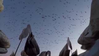 Snow Goose Hunt  Stuttgart Arkansas  Goosebusters [upl. by Au86]