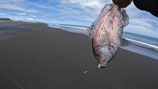 Snapper Surfcasting  West Auckland [upl. by Letnahc865]