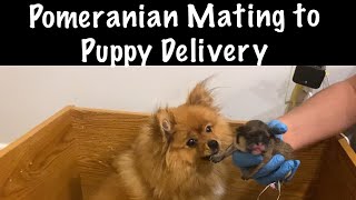 POMERANIAN BREEDING FROM MATING TO PUPPY BIRTH [upl. by Marty]