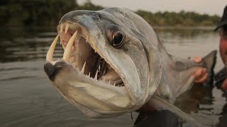 Facts The Payara Vampire Fish [upl. by Cyrie292]