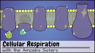 Cellular Respiration UPDATED [upl. by Aynor]