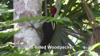 Birds of Belize  Woodpeckers and Woodcreepers [upl. by Ahsiken]