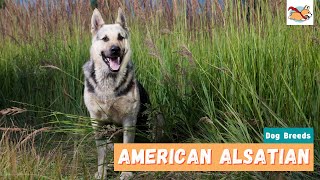 American Alsatian Everything You Should Know About This Family Dog [upl. by Sarazen]