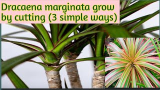 How to grow dracaena marginata by 3 simple wayspropagation of dracaena marginata 🌿 [upl. by Ahsita389]