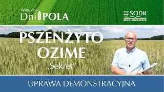 Demonstracyjna uprawa pszenżyta ozimego quotSekretquot [upl. by Ventura948]