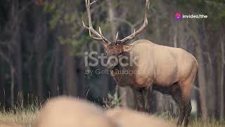 Elk vs Deer How To Tell Them Apart [upl. by Ellary77]