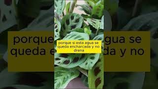 Consejos de riego para tu Maranta leuconeura planta sapito [upl. by Ailec]