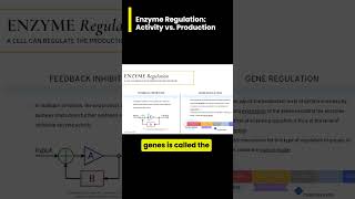 Comparing Regulation of Enzyme ACTIVITY vs PRODUCTION [upl. by Daahsar]