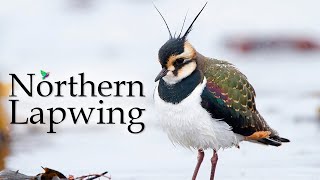 Northern Lapwing Song  Lapwing Bird  Common Lapwing [upl. by Aire]