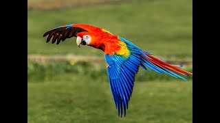 Macaw Facts  Top 10 Facts About Macaws [upl. by Elke]