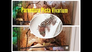 Paroedura Picta vivarium build [upl. by Dacy]