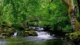 Relaxing Nature Sounds for Sleeping  Natural Calm Forest Waterfall Music Meditation Sound for Study [upl. by Rana]