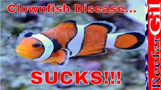 How To Treat Brooklynella Clownfish Disease [upl. by Seidnac]