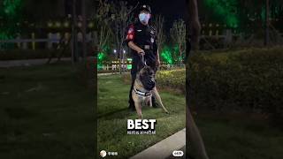 3 Legged Puppy Becomes Best Police Dog ❤️dog dogshorts wholesome [upl. by Iny377]