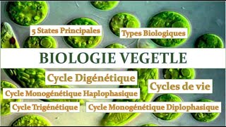 BIOLOGIE VÉGÉTALE  CYCLE HAPLODIPLOPHASIQUE  CYCLE MONOGÉNIQUECYCLE DIGENETIQUE [upl. by Keener137]