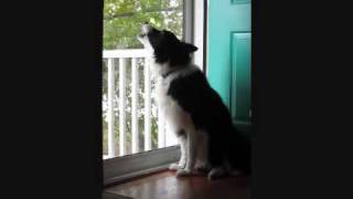 Border Collie Howls at Emergency Siren Test [upl. by Niklaus]