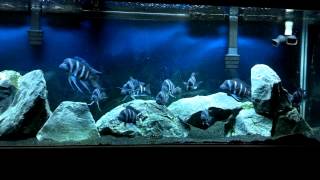 F1 Kapampa Frontosa amp Julidochromis Marlieri Tank 71212 [upl. by Ihcelek]