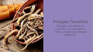 The Top Benefits of Polygala tenuifolia  Nootropics Depot [upl. by Ezzo]