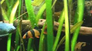 Feeding time in my 420 liters tropical Asia fish tank  Asienbecken 56 [upl. by Boswell]