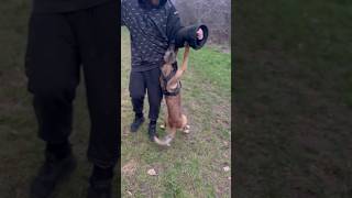 Belgian Malinois Puppy Hanging Out With Friends [upl. by Nylasor]