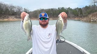 White Bass MADNESS Our Craziest Day bass fish outdoors caymas bassfishing whitebass fishing [upl. by Edieh]