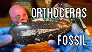 Amazing Orthoceras Fossil [upl. by Eric]