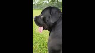 Cane corso 10 mois Race de chien le cane corso en promenade [upl. by Dnalloh]