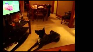 Dogs Watching DOGTV compilation  2 [upl. by Duston]