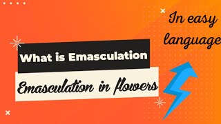 Emasculation। Emasculation in flower।neet biology SudheerSirJi [upl. by Geerts]