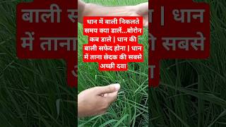 dhan ki kheti  dhan ki kheti me fertilizer  boron  dhan me tana chedak ki best dawa boron [upl. by Ahsilra]