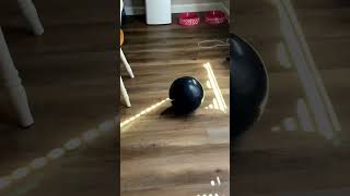 Kitties playing kitty cat kitten catvideos cute fyp [upl. by Ilah]