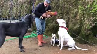 CANECORSO NARKOZ VE DOGOARGENTİNO PABLO YU HOROZLA TANIŞTIRIRKEN ŞEREFSİZ PARS ORTAMI GERDİ [upl. by Oilalue394]