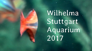 Wilhelma Stuttgart  Aquarium  2017 [upl. by Kissee]