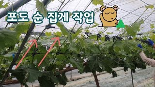 18 GrapesShine muscat farming diary Grape plastic clips work [upl. by Perkoff73]