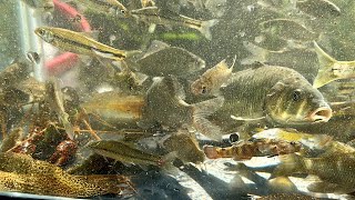 夏のガサガサ たくさんの魚・昆虫・エビ・ミズカマキリ・テナガエビを捕獲して観察。 [upl. by Middlesworth732]