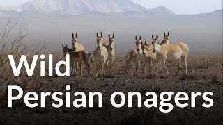 Wild Persian onagers in Khar Turan National Park [upl. by Plantagenet]