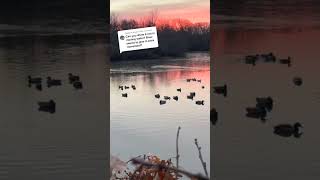 Hands free movement movewithme motiondecoys nothinglikeit waterfowl decoys quickcoys [upl. by Enawd]